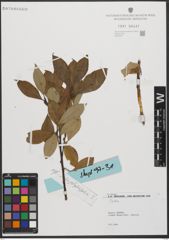 Foto von Salix L.